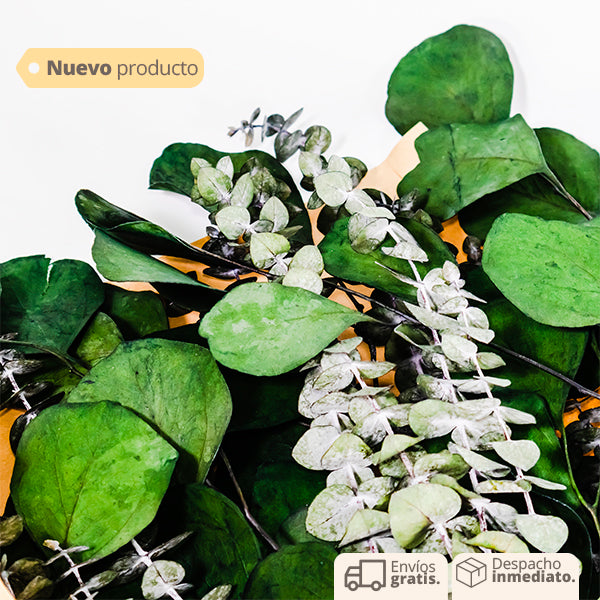 Flores Eucalipto